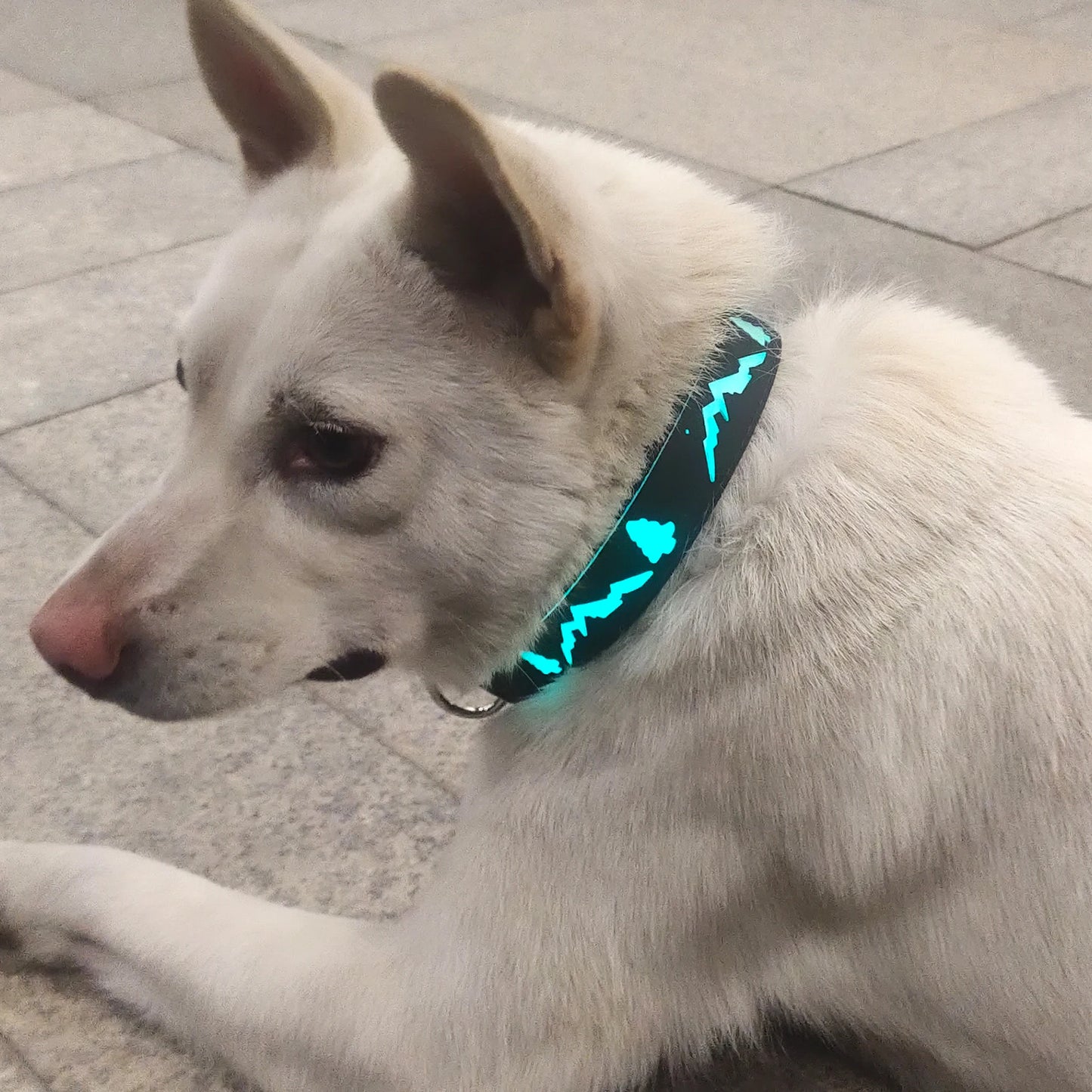 Rechargeable LED Light Collar: For Safe Night Walks