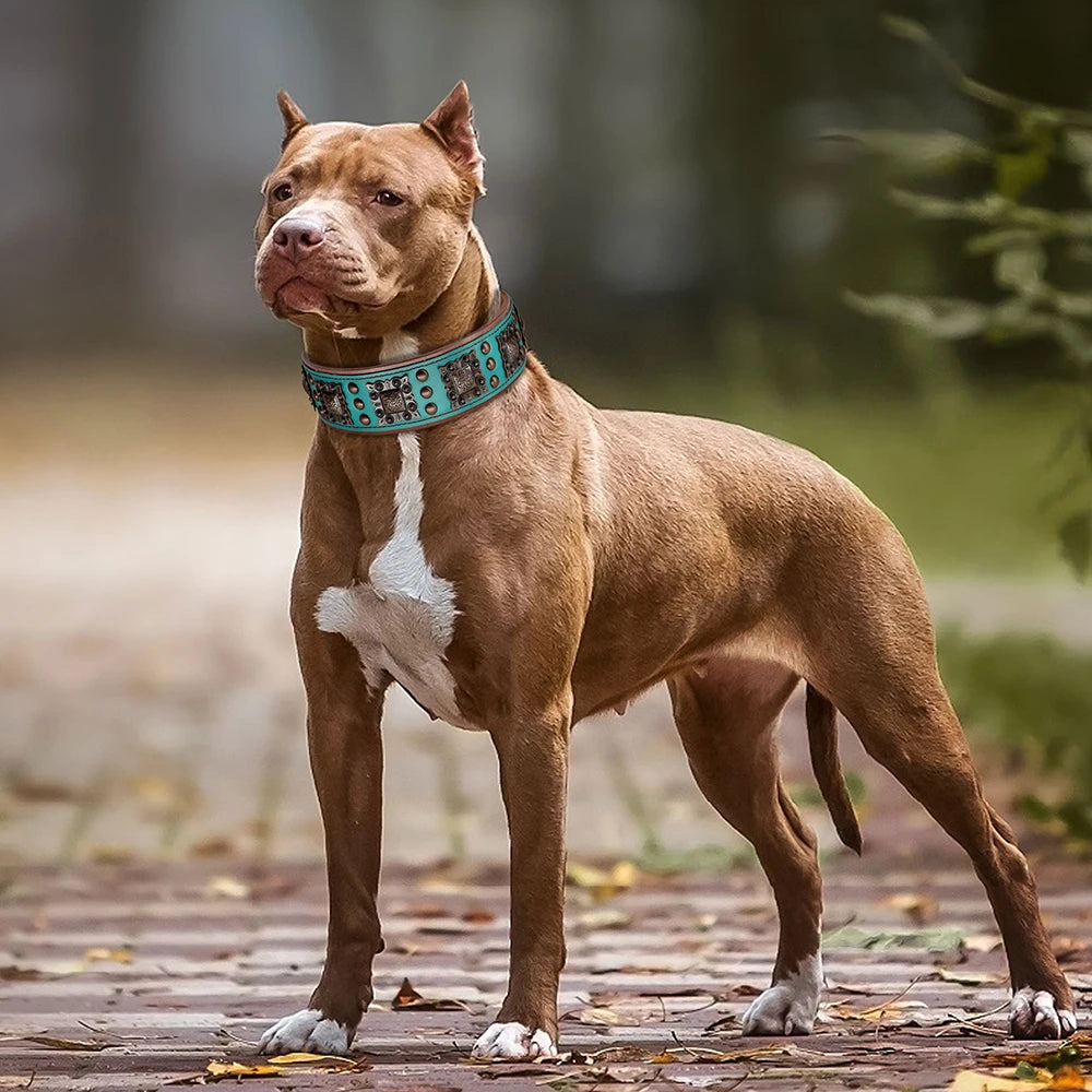 Collier de chien de luxe en cuir, décoré et serti de rivets en métal