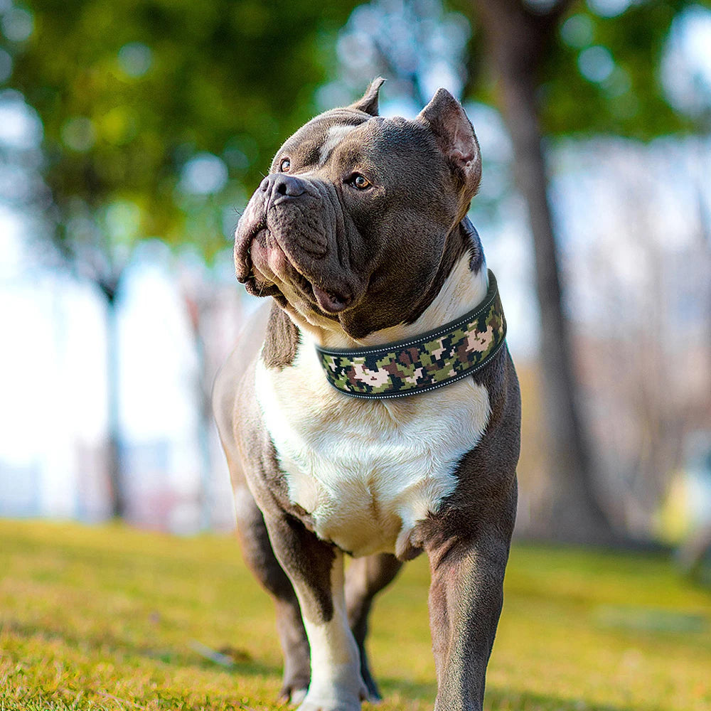 Collier épais pour chien stylé et élégant