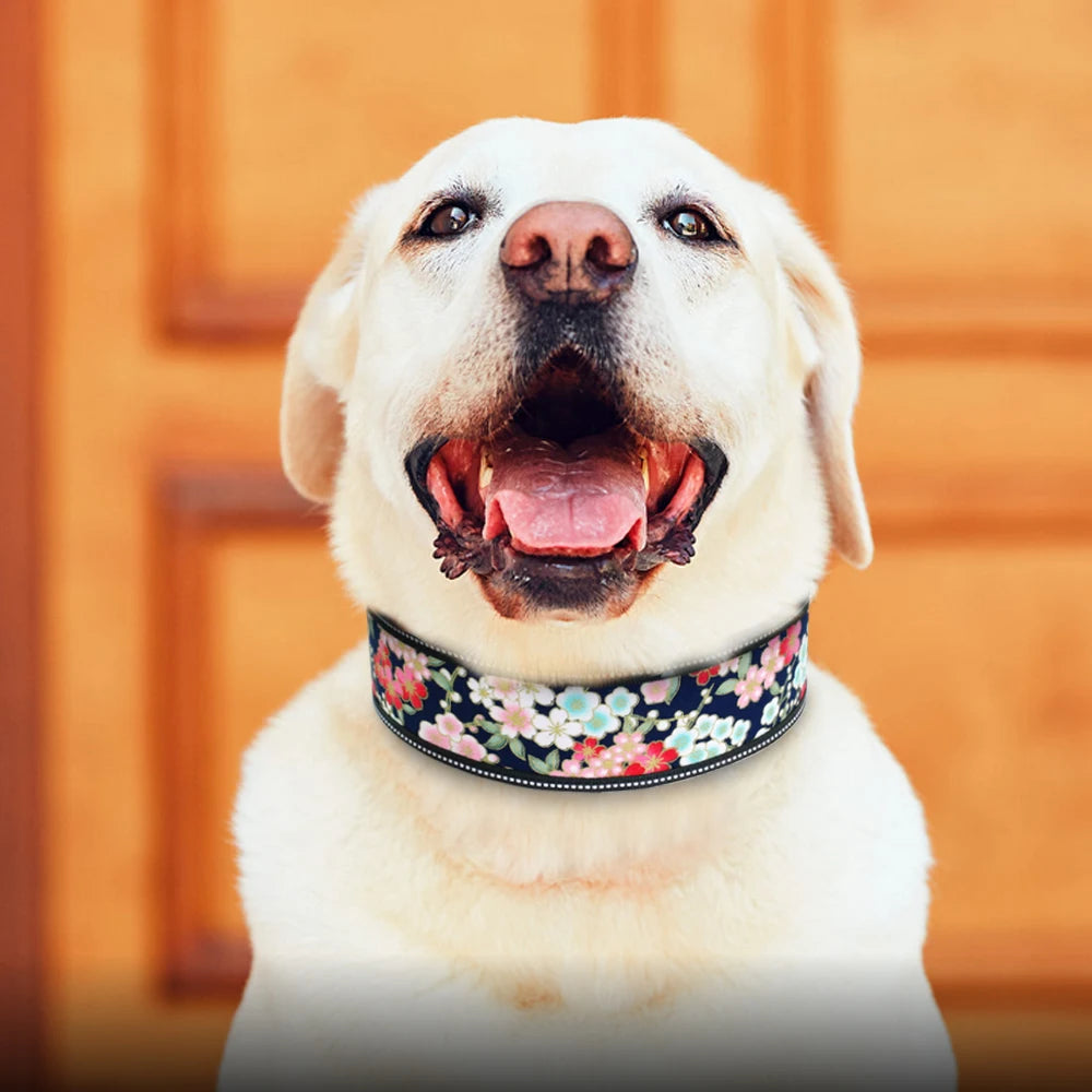 Stylish and elegant thick dog collar