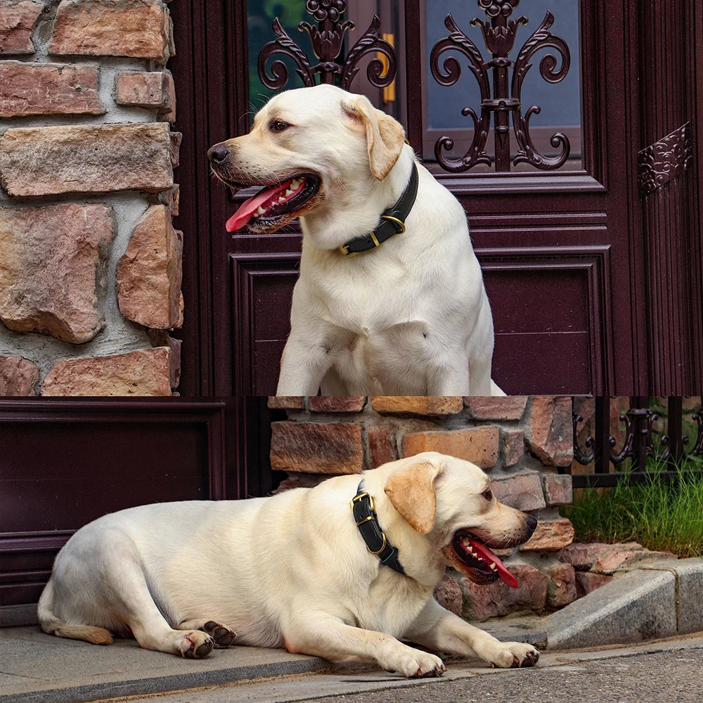 Classic leather collar, comfortable and sturdy