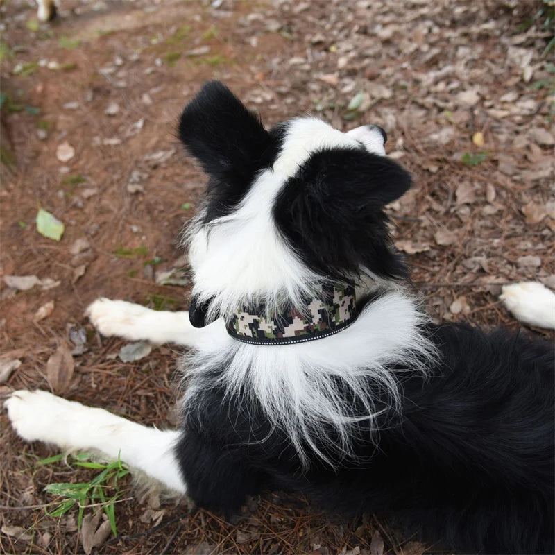 Collier épais pour chien stylé et élégant, 10 couleurs