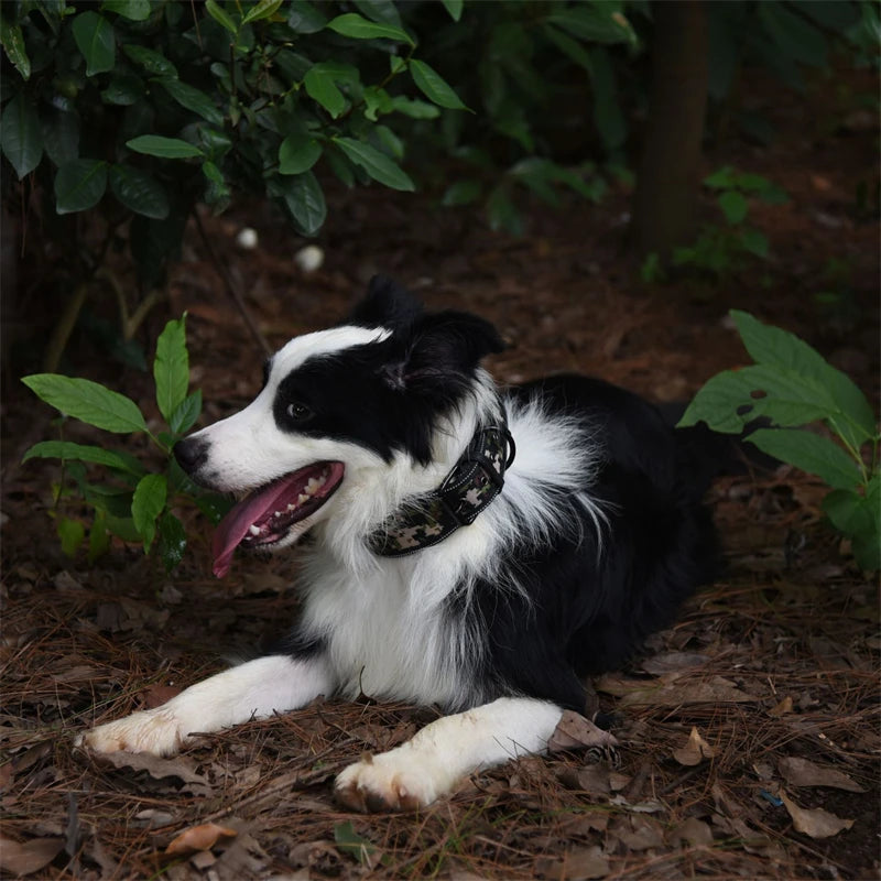 Collier épais pour chien stylé et élégant, 10 couleurs