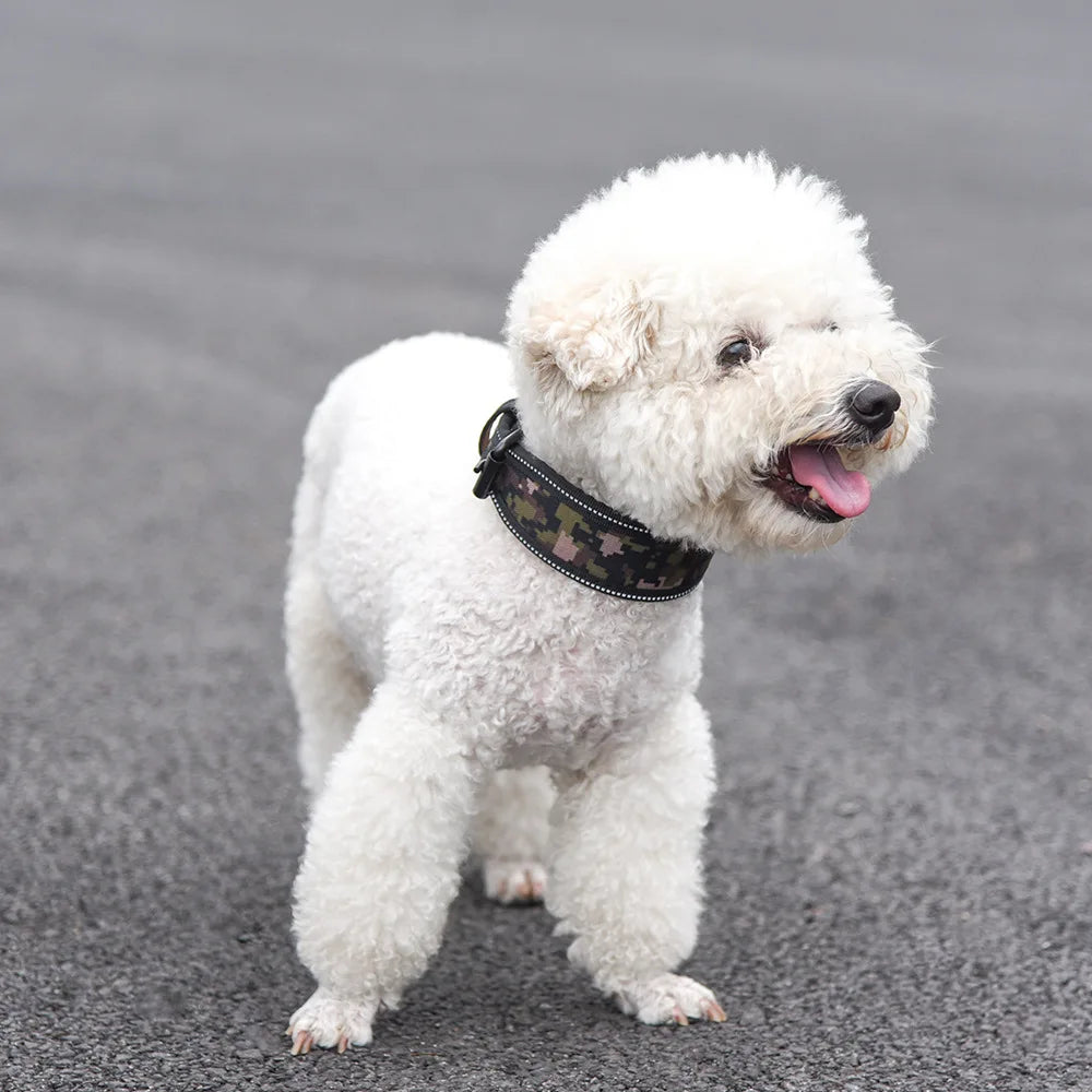 Collier épais pour chien stylé et élégant, 10 couleurs