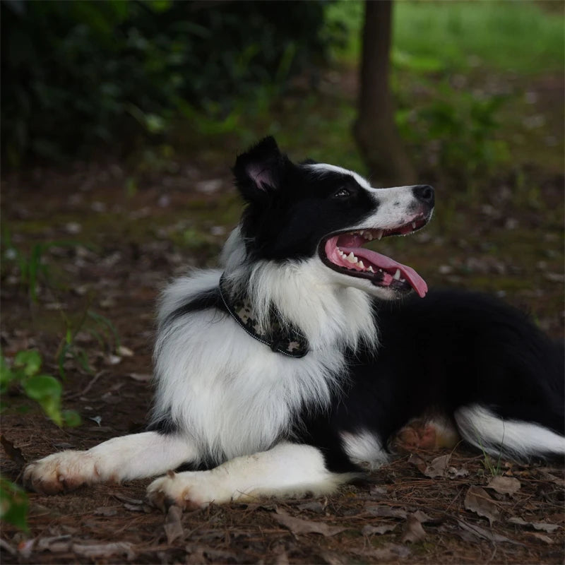 Collier épais pour chien stylé et élégant, 10 couleurs