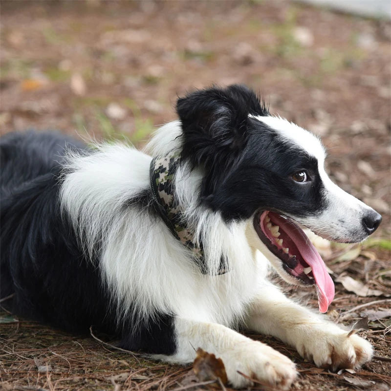 Stylish and elegant thick dog collar, 24 colors