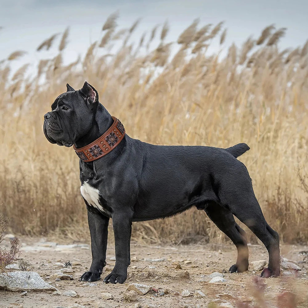 Collier de chien de luxe en cuir, décoré et serti de rivets en métal