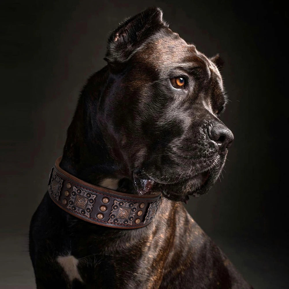 Collier de chien de luxe en cuir, décoré et serti de rivets en métal