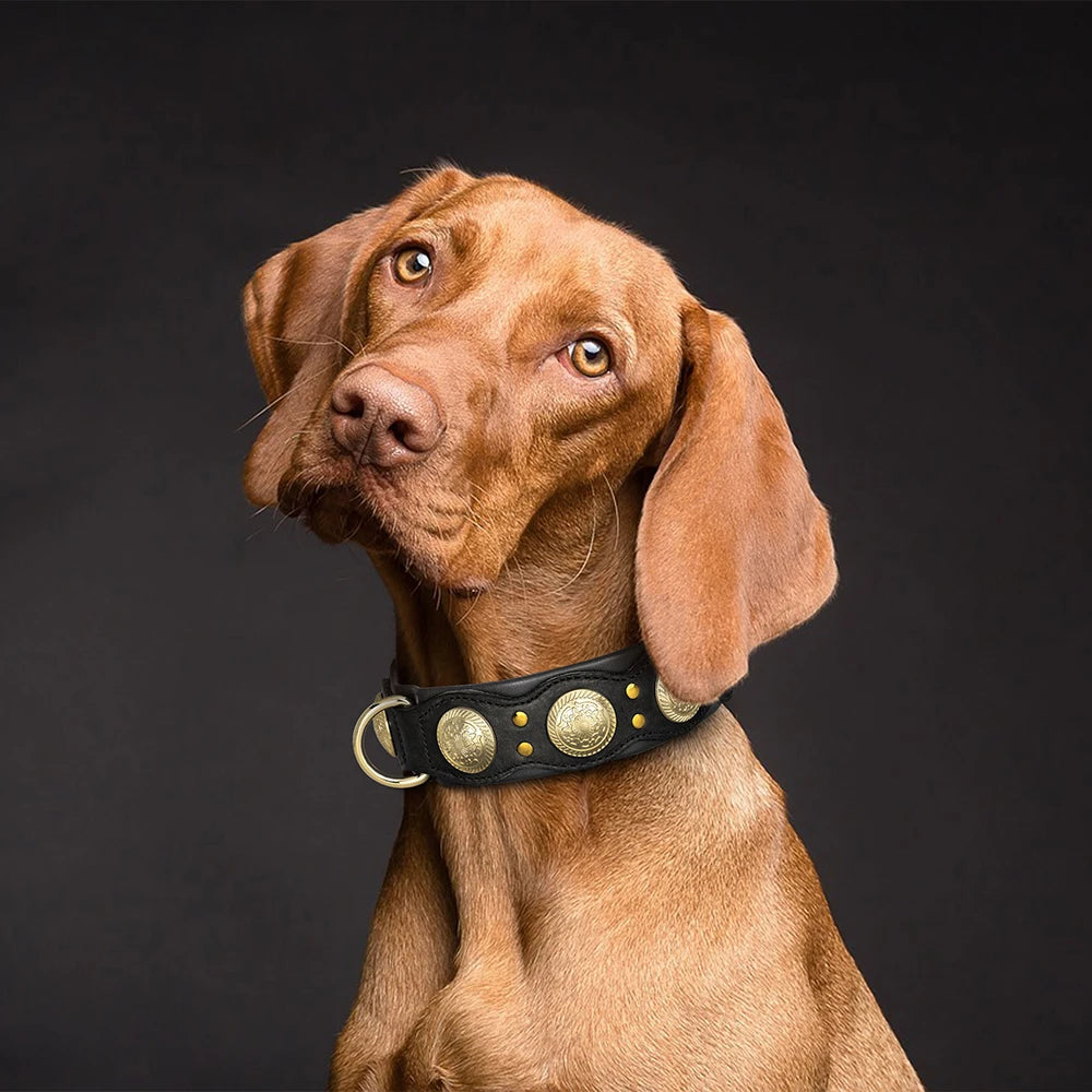 Collier de chien de luxe en cuir, décoré et serti