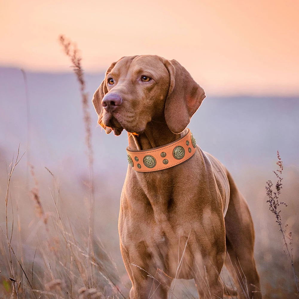 Collier de chien de luxe en cuir, décoré et serti de rivets en métal