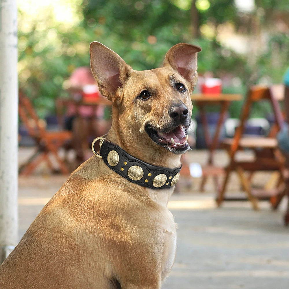 Collier de chien de luxe en cuir, décoré et serti