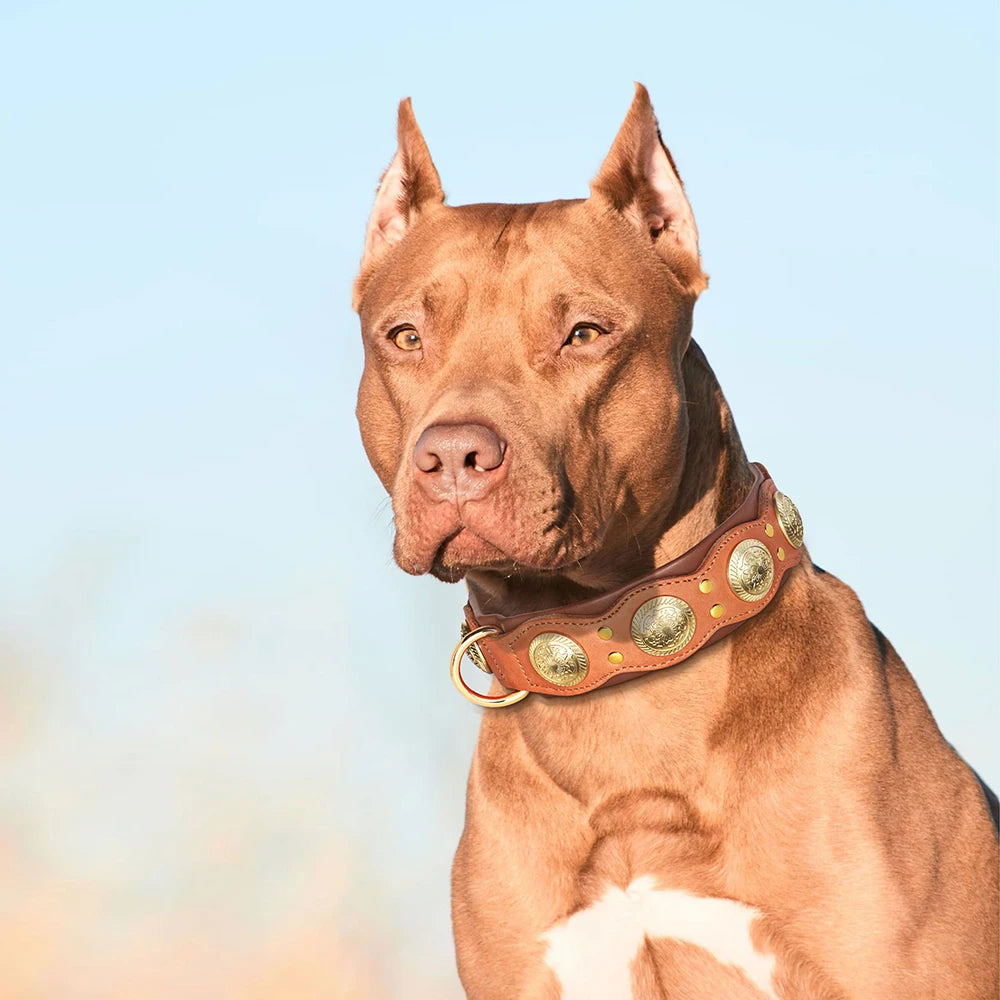 Collier de chien de luxe en cuir, décoré et serti